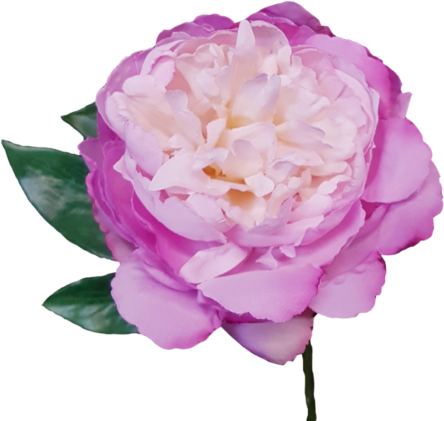 33cm Peony - Peony (800x600)