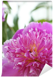Common Peony (400x400)