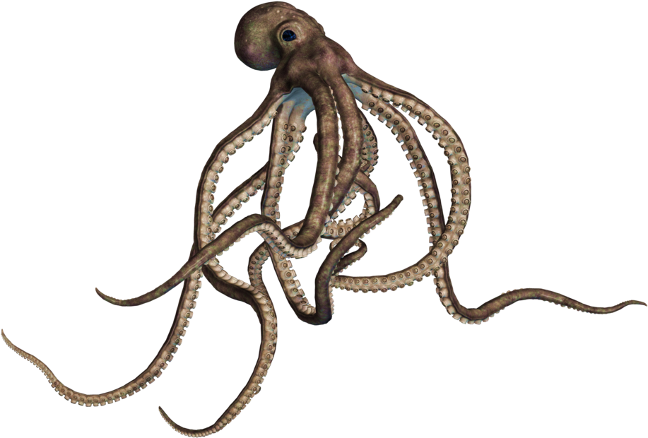 Octopus - Octopus Png (1024x741)