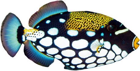 Clown Triggerfish - Reef Trigger Fish Png (560x250)