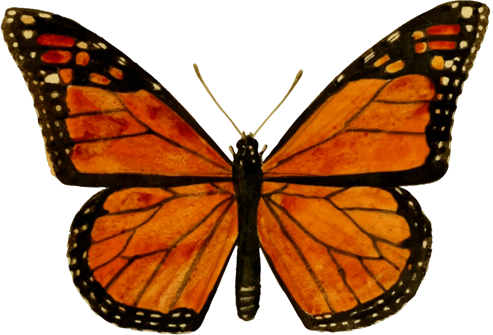 Monarch Butterfly - Monarch Butterfly (1000x679)