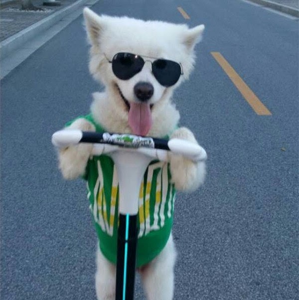 Companion Dog (600x602)