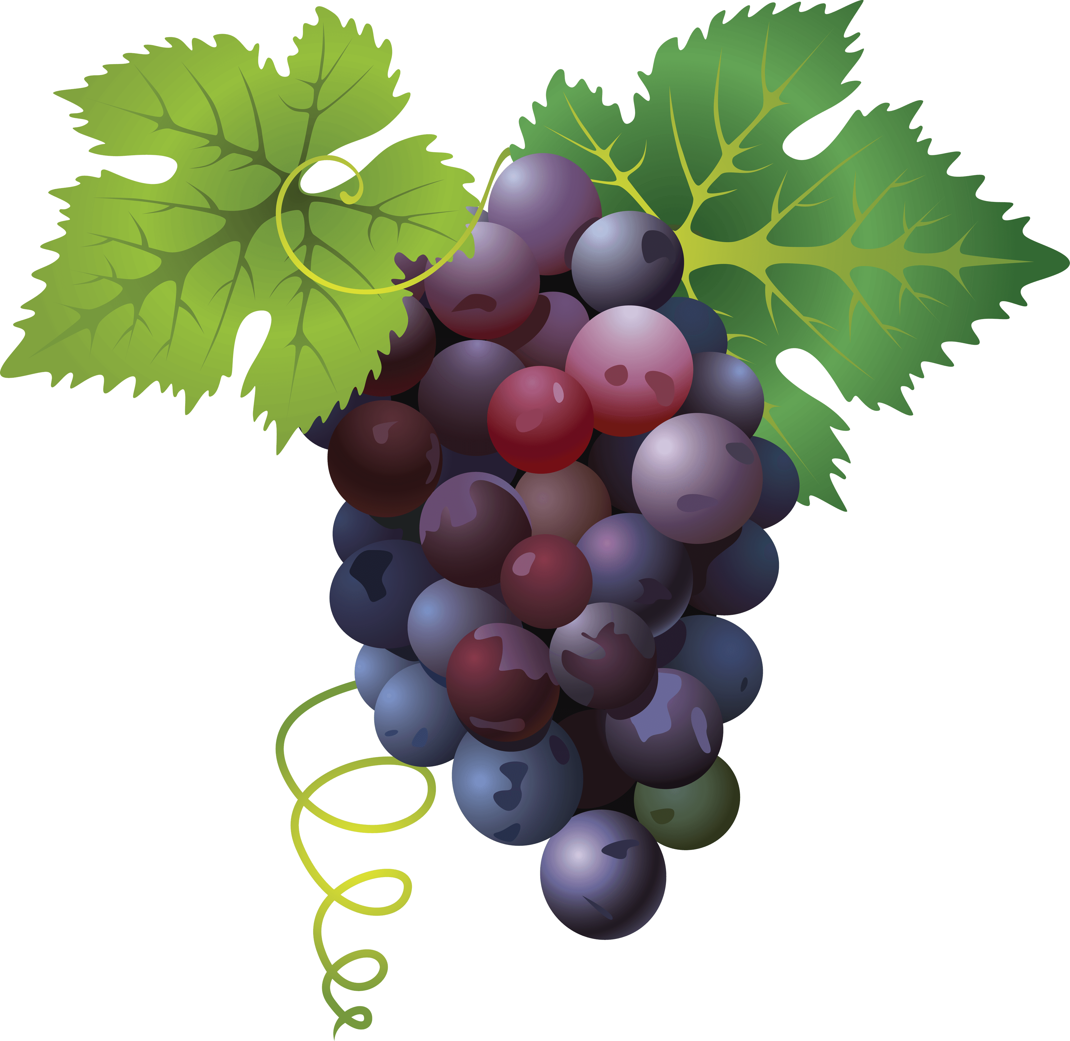 Killzone Clipart Grape - Killzone Clipart Grape (3577x3481)