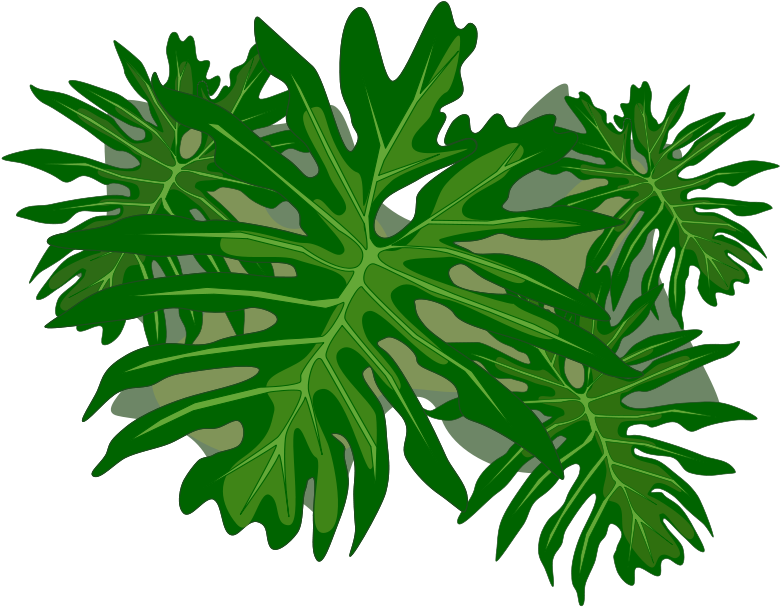 Philodendron Png (800x800)