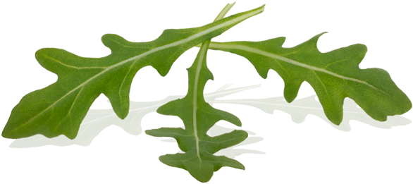 Post Oak (600x599)