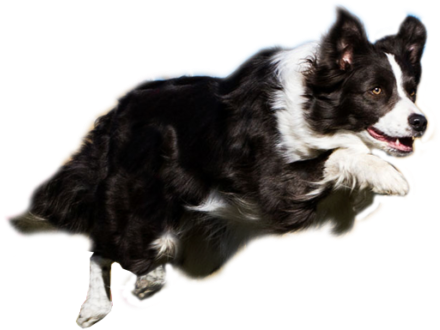 Dog (1030x356)