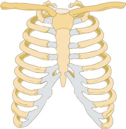 Rib Cage Image - صورة عظام القفص الصدري (494x464)