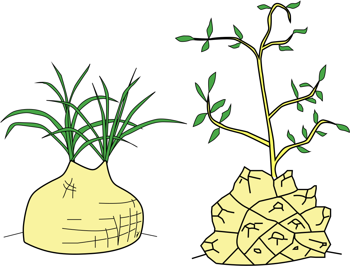 Stem Morphology Type Caudiciform Stems - Stem Morphology Type Caudiciform Stems (1229x1024)