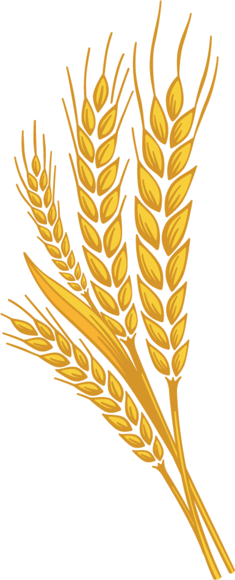 Wheat Png (770x1902)