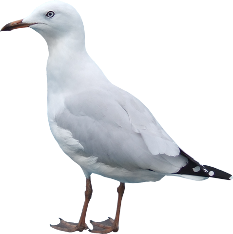 Bbd-4 - Seagull No Background (478x480)