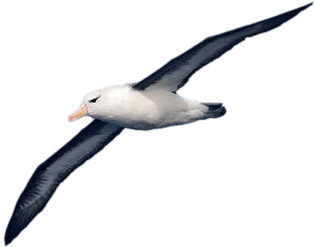 Albatross - Albatross (400x400)