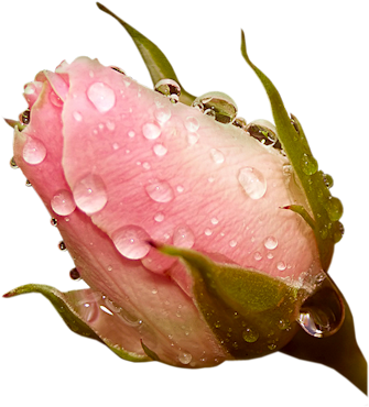 Nature Roses (381x400)
