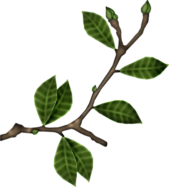 Tubes Vegetation - Clip Art (339x375)