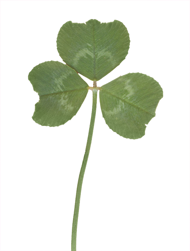 Vegetation Clover 02 - Corchorus (630x831)