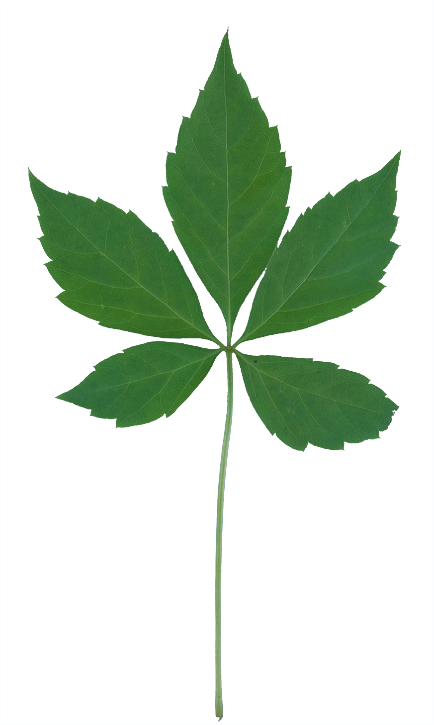 Vegetation Smallplant 03 - Leaf (873x1457)