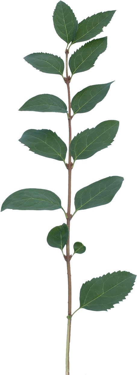 Buttonbush (552x1339)