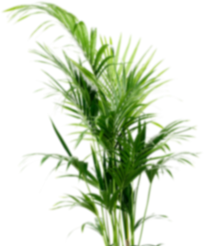 Howea Forsteriana (700x844)