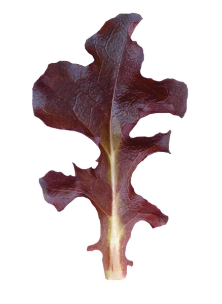 Maple Leaf (600x600)