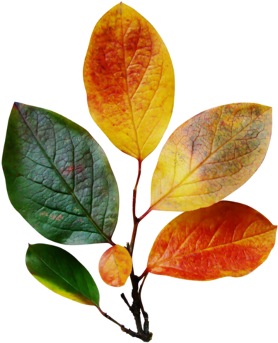 Feuilles D'automne Série - Leaf (410x500)