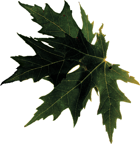 Maple Leaf (500x520)