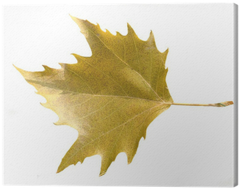 Maple Leaf (400x400)