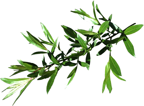 Willow Leaf Tree Four Species - ערבה ארבעת המינים (640x485)