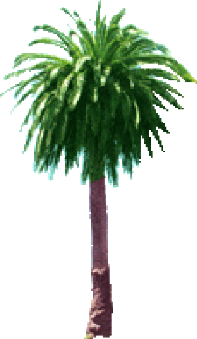 Palm Tree - Scratch (399x688)