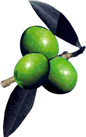 Olive Png - Olive (480x554)