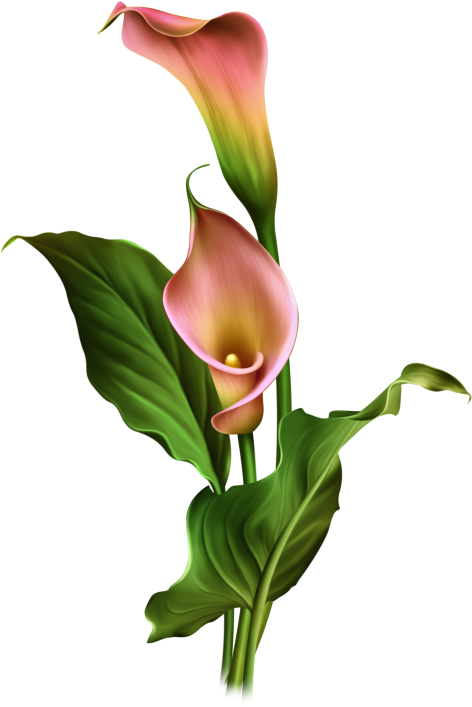 Arum Lilies (481x718)