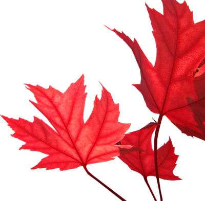 Tree With Red Leaves (400x393)