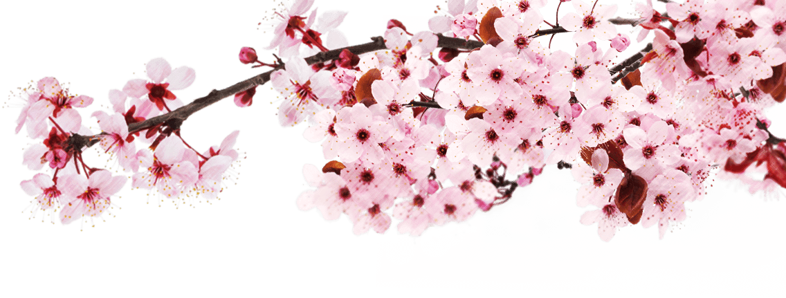 Spoon Sakura Ocha Leaf - Living In The Shallows [book] (1136x431)