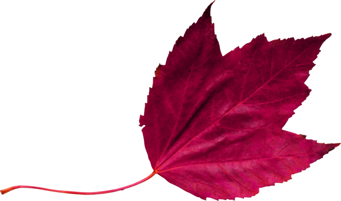 Red Leaf 2 - Wedding (688x406)