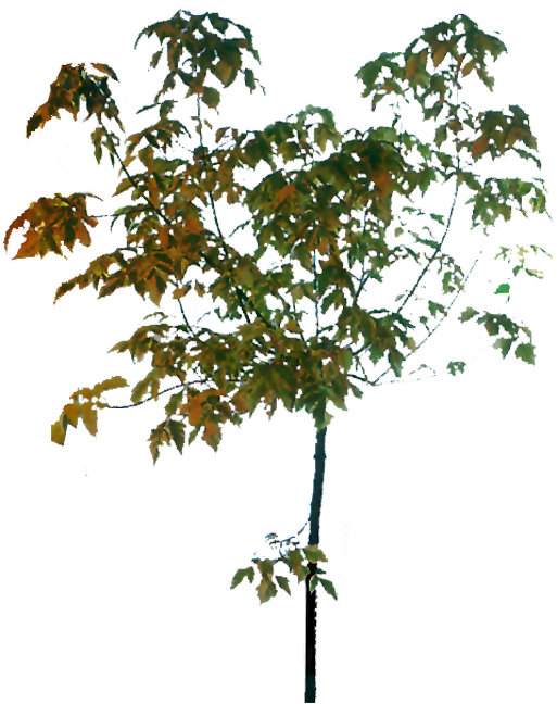Twig Tree - Tree - Tree (513x648)