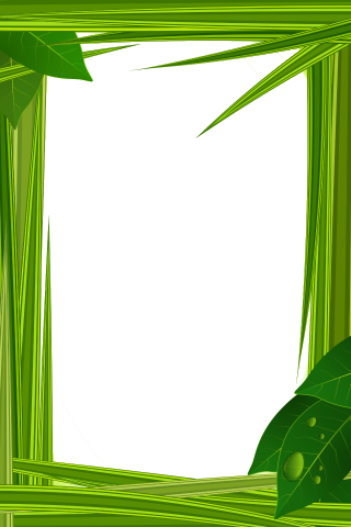 Camera Frame Screenshot 1/4 - Ladybird Beetle (320x480)