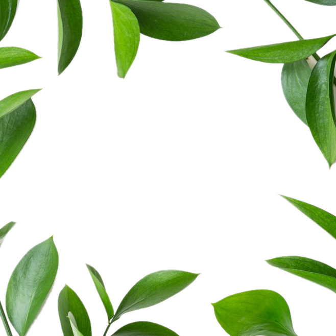 Leaf Green Icon - Leaf Green Icon (658x658)