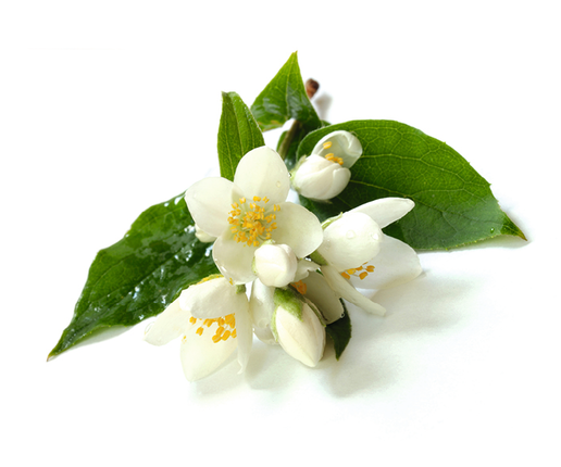 Fleur De Jasmin Signification (515x550)