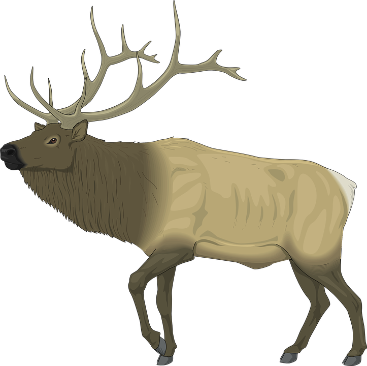 Moose Computer Wallpapers, Desktop Backgrounds - Elk Clip Art Free (723x720)