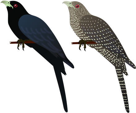 File - Asian Koel (480x480)