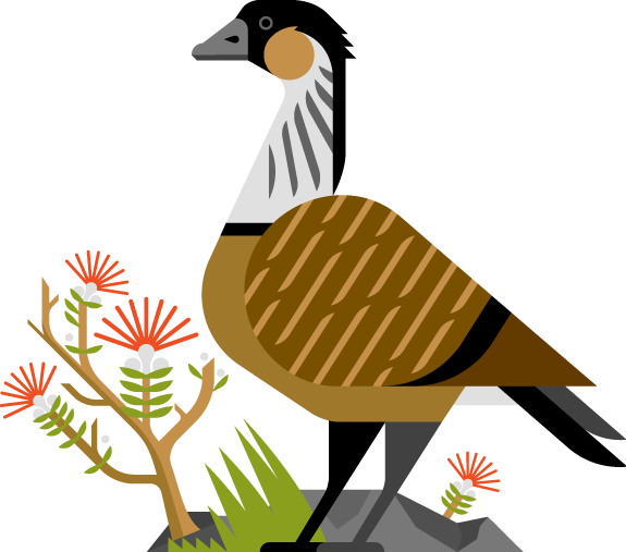 Illustrator (575x507)