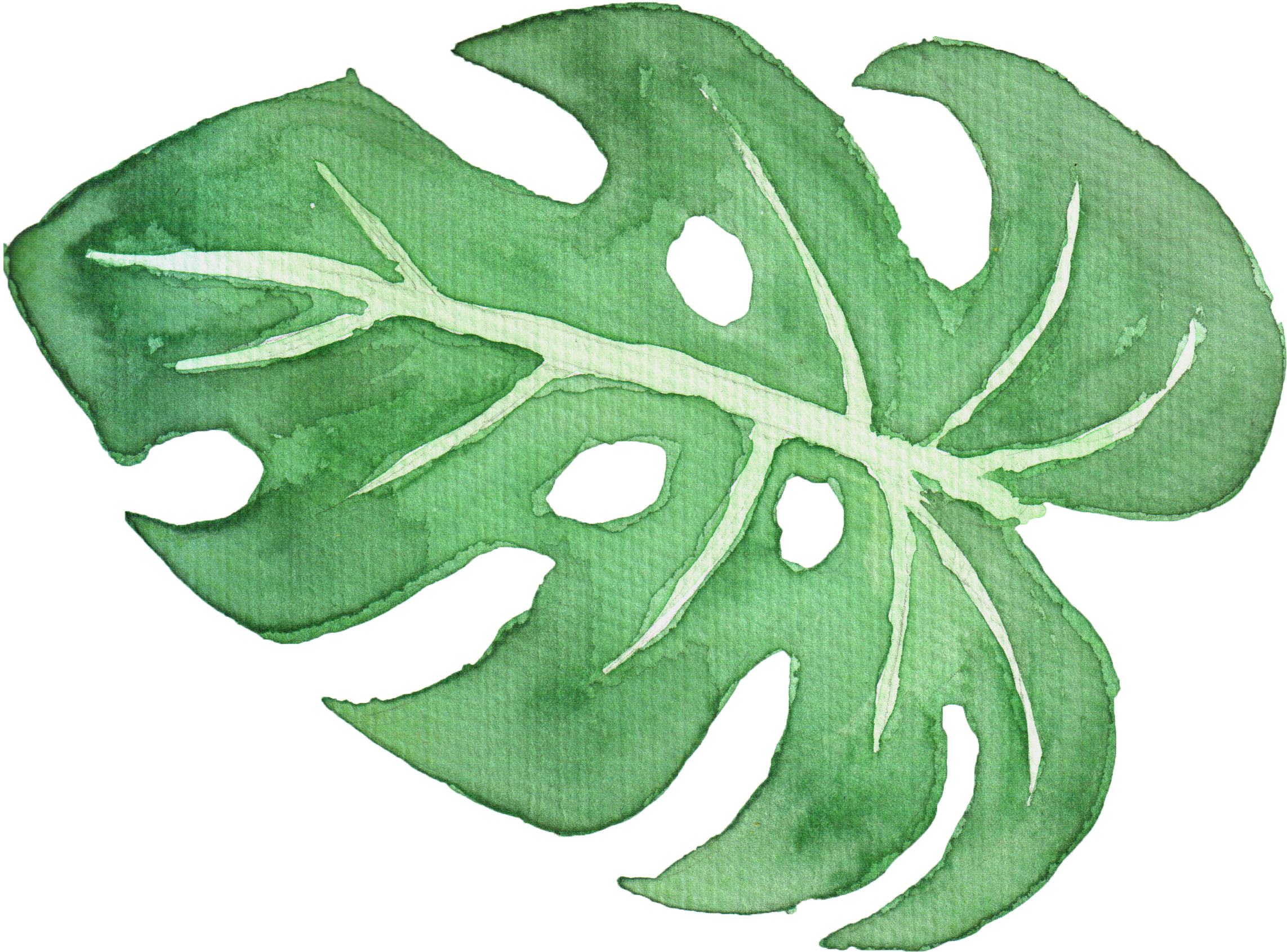 Vine (3000x3000)