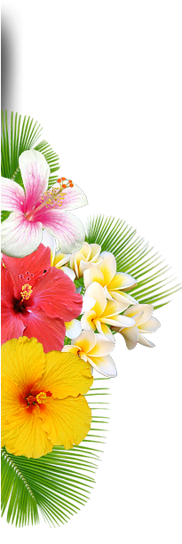 Flower Right - Peruvian Lily (223x611)