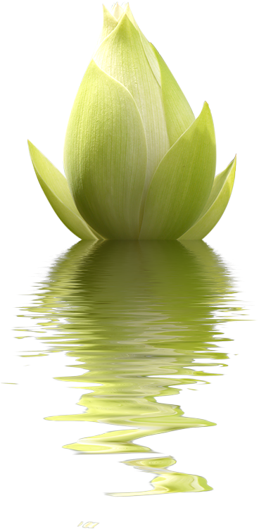 Lotuses - Лотос Прозрачный Фон (380x800)