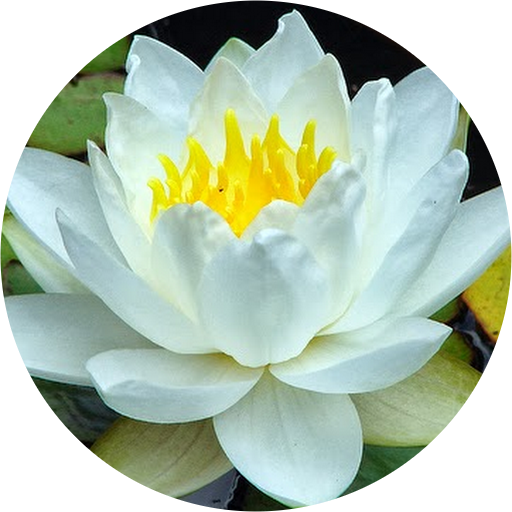 Flor De Loto Blanco (512x512)