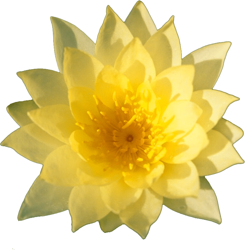 Yellowflower - Sacred Lotus (787x802)