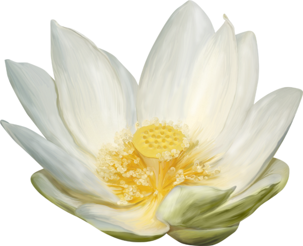Sacred Lotus (600x487)