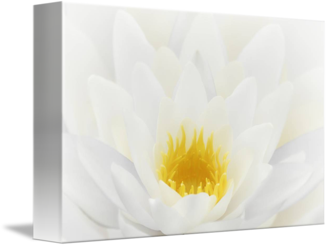 Chrysanths (650x487)