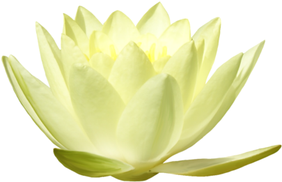 Lotuses - Sacred Lotus (500x368)