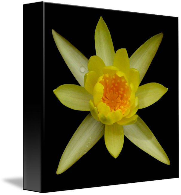 Sacred Lotus (606x650)