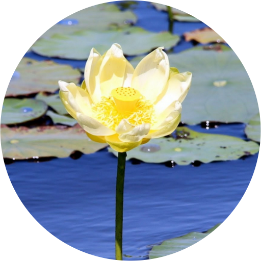   Yellow Water-lily (512x512)