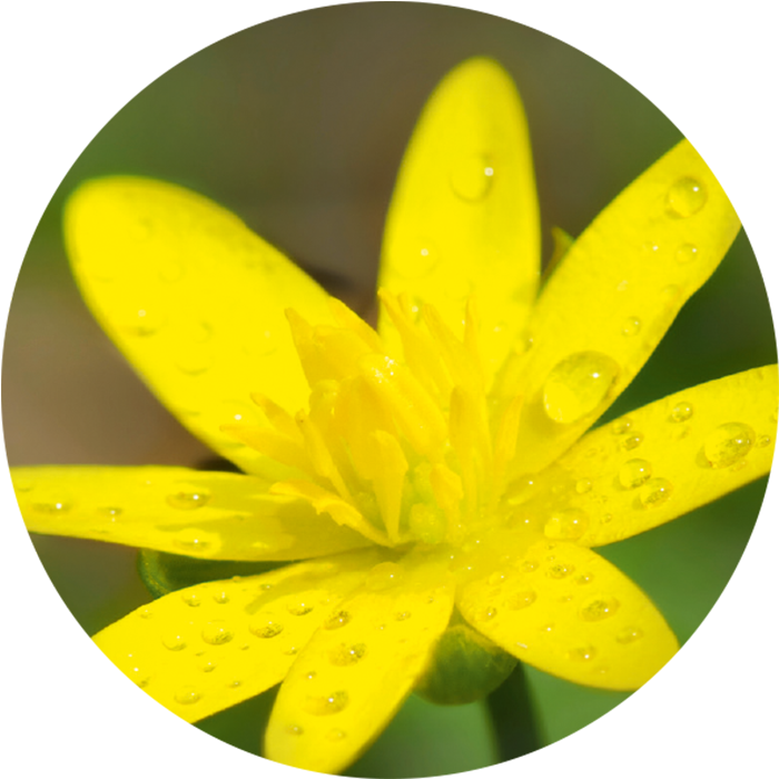 Active Ingredient - Lesser Celandine (700x700)